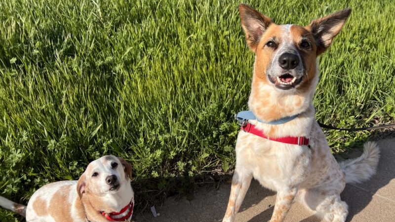 Bark & Zoom - Del Valle, TX