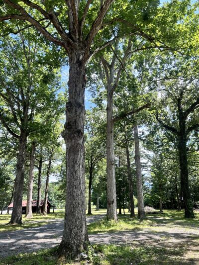 The Road Less Traveled - Delano, TN
