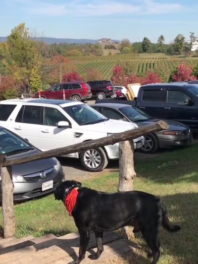 Barrel Oak Winery and Brewery - Delaplane, VA