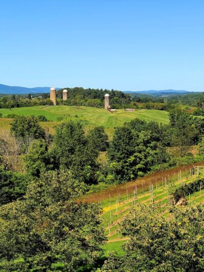 Blue Valley Vineyard and Winery - Delaplane, VA
