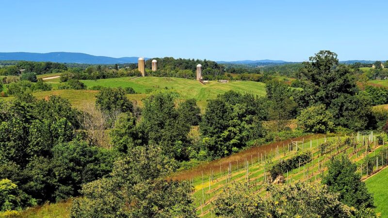 Blue Valley Vineyard and Winery - Delaplane, VA