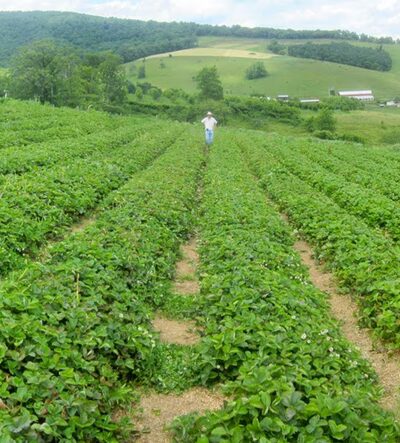 Hollin Farms - Delaplane, VA