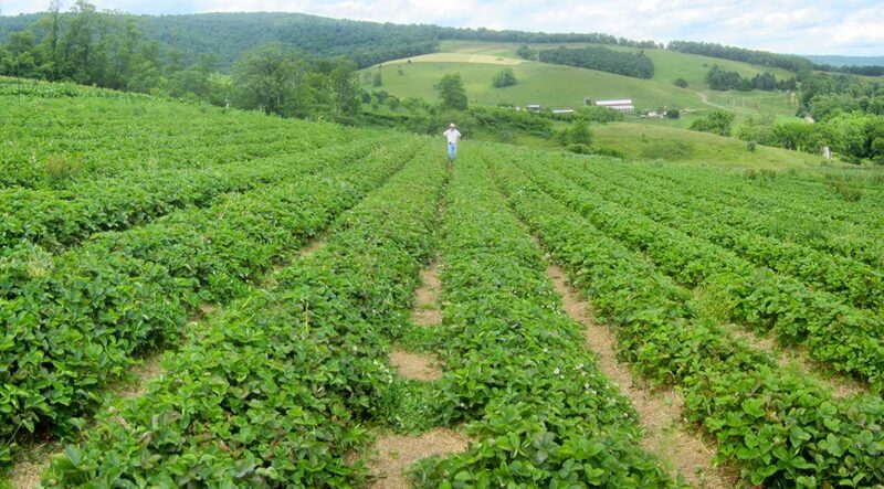 Hollin Farms - Delaplane, VA