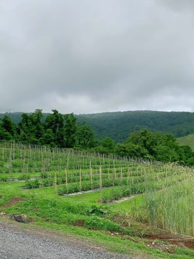 Hollin Farms - Delaplane, VA