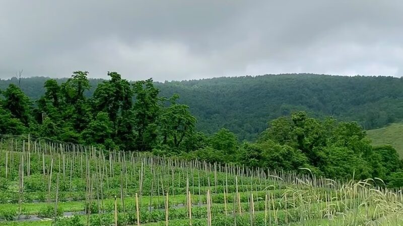 Hollin Farms - Delaplane, VA