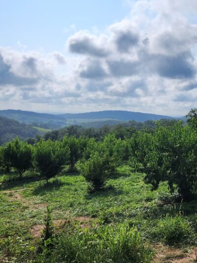 Hollin Farms - Delaplane, VA