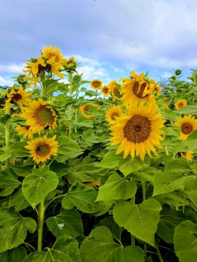 Hollin Farms - Delaplane, VA