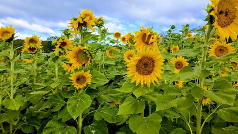 Hollin Farms - Delaplane, VA