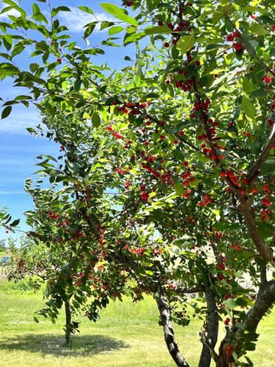 Valley View Farm - Delaplane, VA