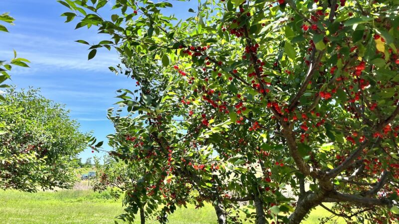 Valley View Farm - Delaplane, VA