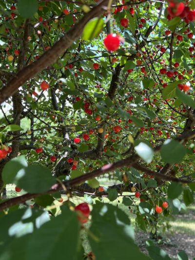 Valley View Farm - Delaplane, VA