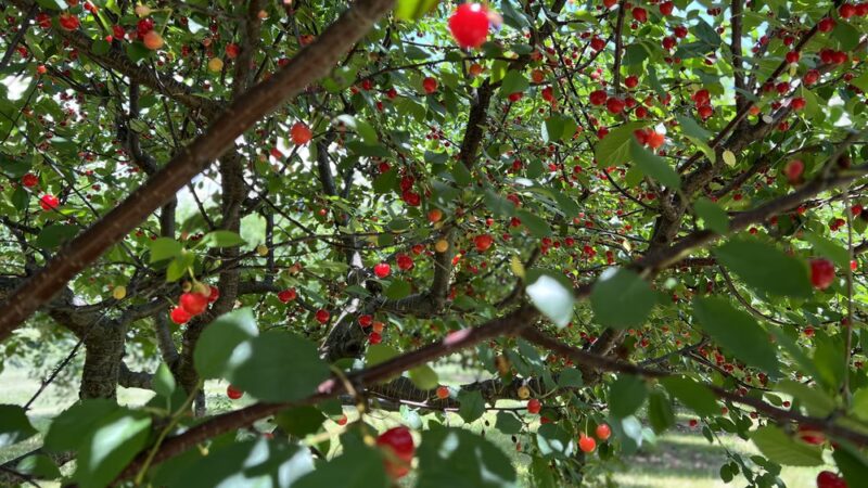 Valley View Farm - Delaplane, VA