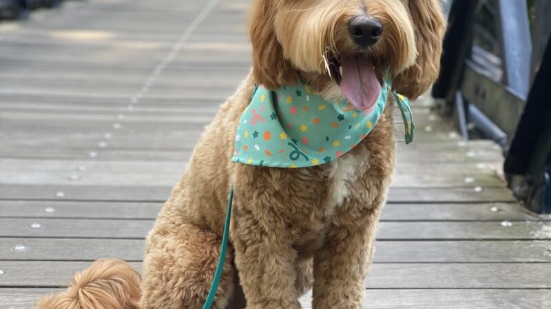 Delaware K9 Academy - ,