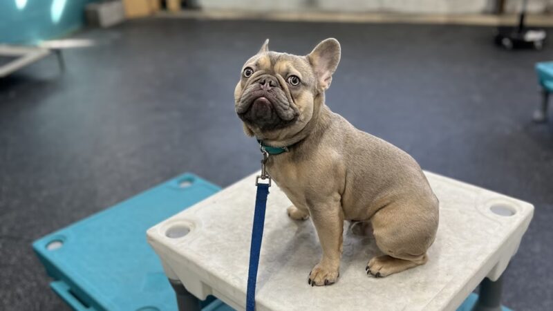 Delaware K9 Academy - ,