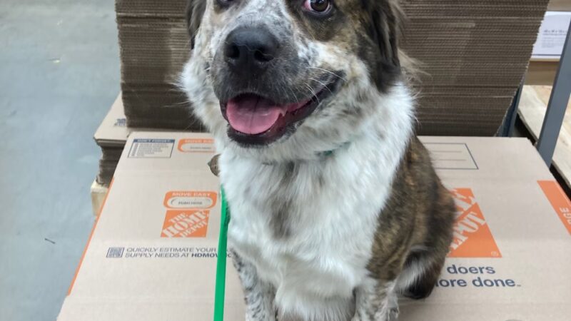 Delaware K9 Academy - ,