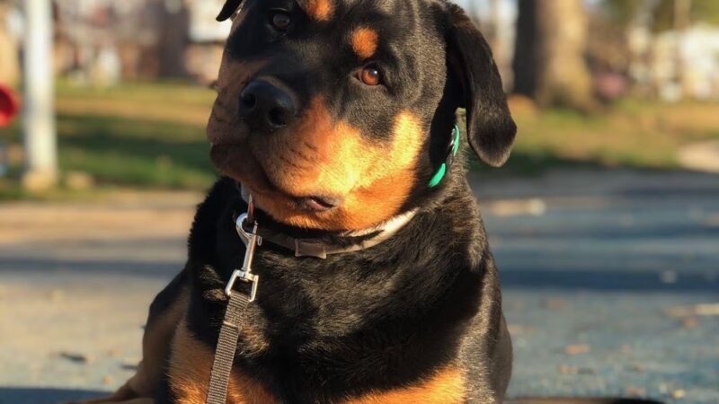 Delaware K9 Academy - ,