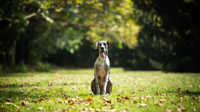 Delaware K9 Academy - ,