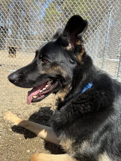 Little Rascals Pet Spa & Resort - Delevan, NY