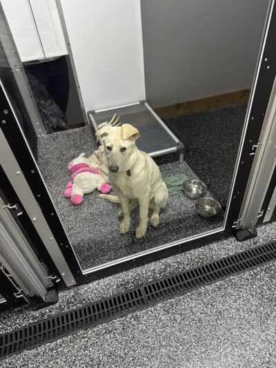 Little Rascals Pet Spa & Resort - Delevan, NY