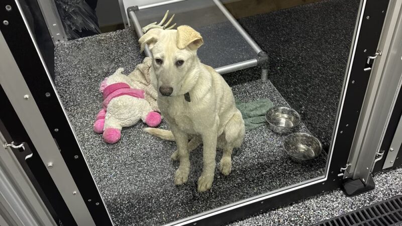 Little Rascals Pet Spa & Resort - Delevan, NY