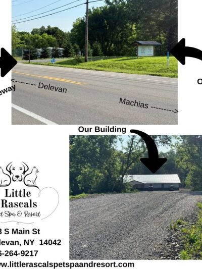 Little Rascals Pet Spa & Resort - Delevan, NY