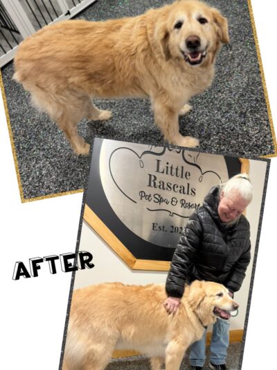 Little Rascals Pet Spa & Resort - Delevan, NY