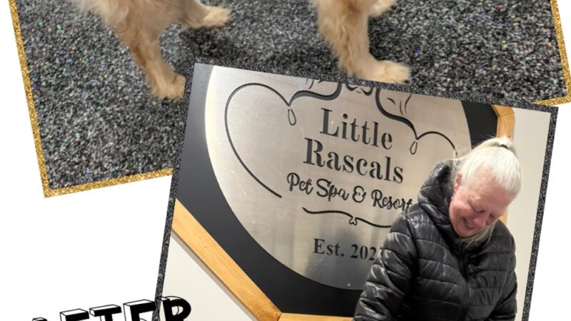Little Rascals Pet Spa & Resort - Delevan, NY