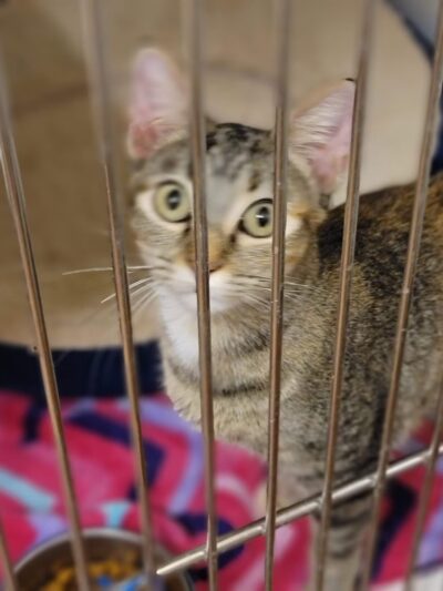 Denison Animal Welfare Group (DAWG) - Denison, TX