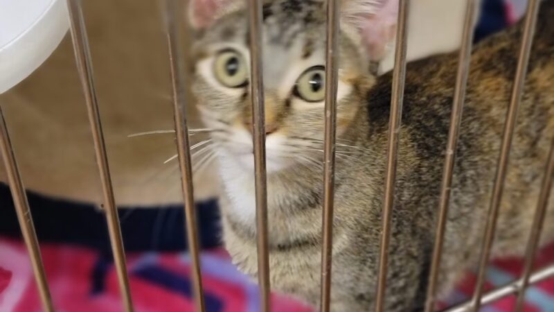 Denison Animal Welfare Group (DAWG) - Denison, TX