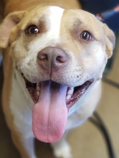 Denison Animal Welfare Group (DAWG) - Denison, TX