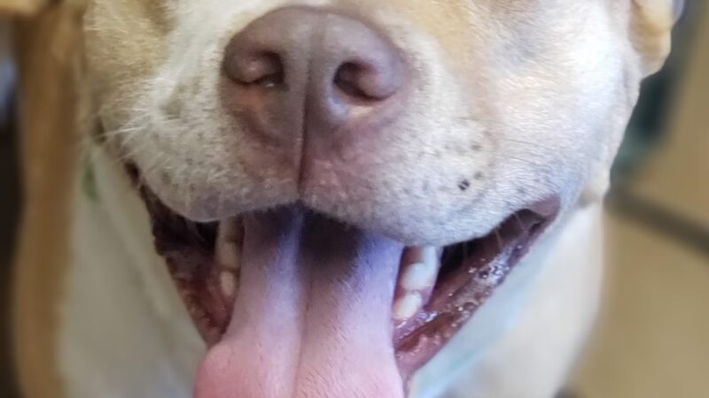 Denison Animal Welfare Group (DAWG) - Denison, TX