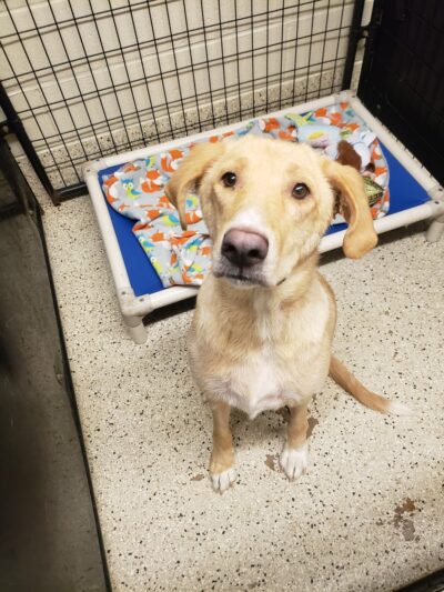 Denison Animal Welfare Group (DAWG) - Denison, TX