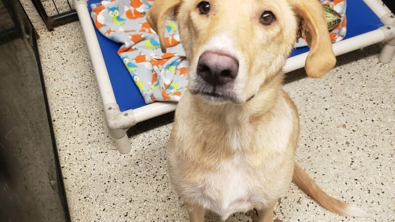 Denison Animal Welfare Group (DAWG) - Denison, TX