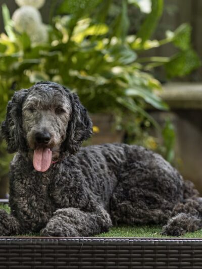 Rolling Meadows Academy of Dog Training - Denton, NC