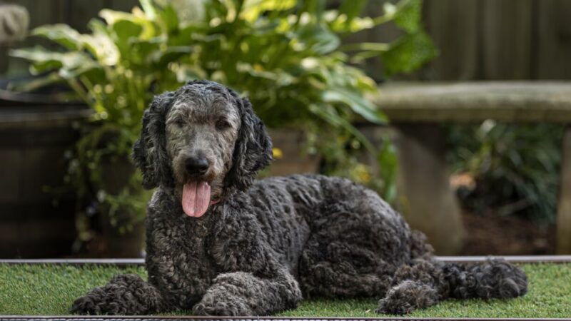Rolling Meadows Academy of Dog Training - Denton, NC