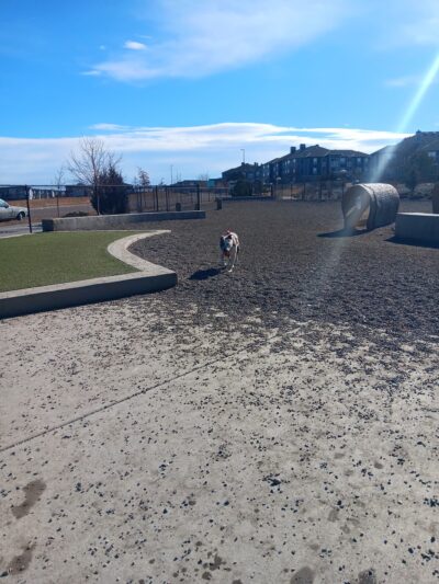 Dog Park Off-Leash Area - Denver, CO