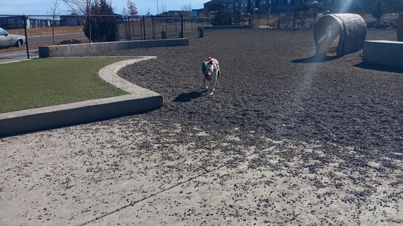 Dog Park Off-Leash Area - Denver, CO