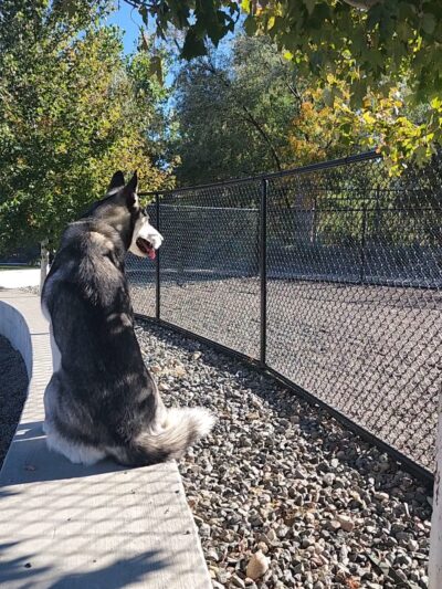 Dog Park Off-Leash Area - Denver, CO