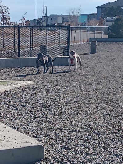 Dog Park Off-Leash Area - Denver, CO
