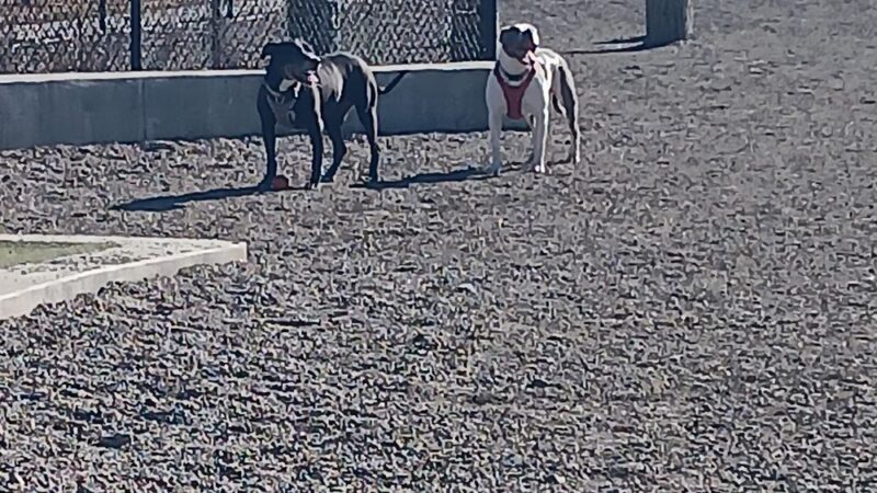 Dog Park Off-Leash Area - Denver, CO