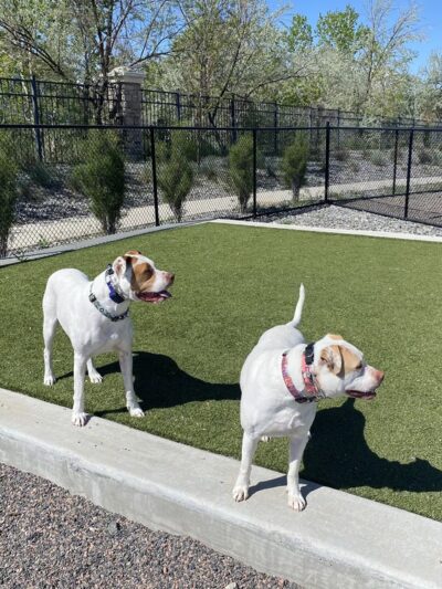 Dog Park Off-Leash Area - Denver, CO
