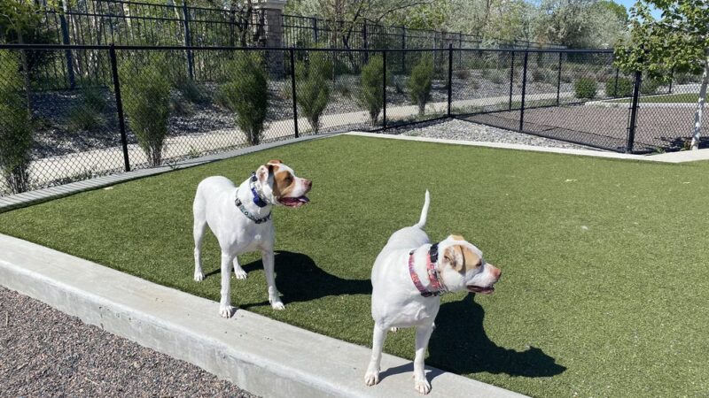 Dog Park Off-Leash Area - Denver, CO