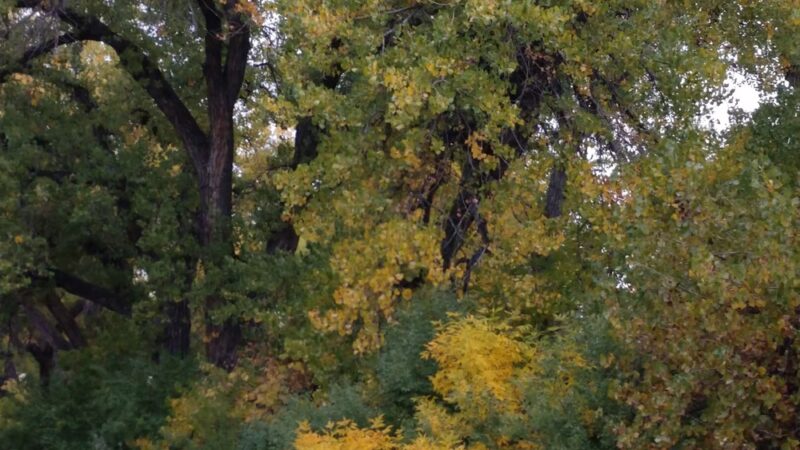 Highline Canal - Denver, CO