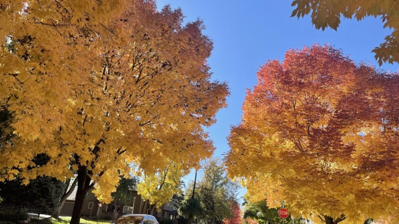 Mayfair Park - Denver, CO