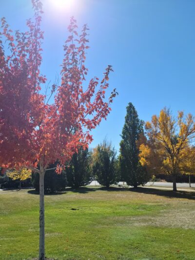 Mayfair Park - Denver, CO