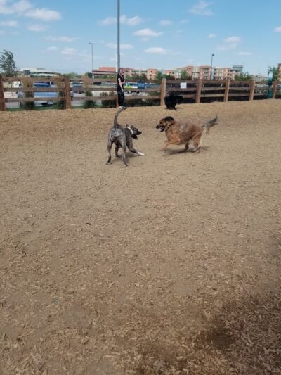 Belleview station dog park - Denver, CO