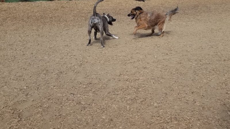 Belleview station dog park - Denver, CO