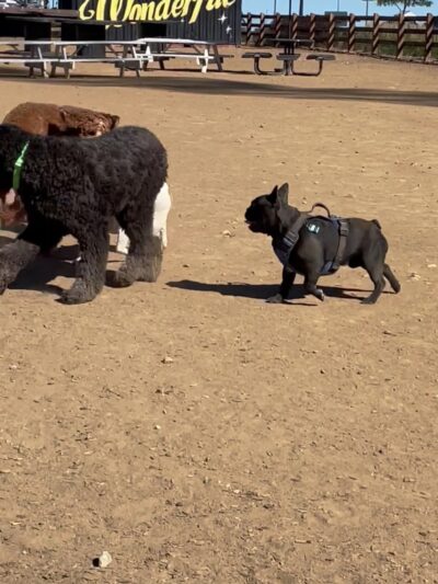 Belleview station dog park - Denver, CO