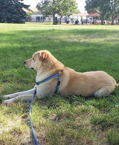 Ben Bezoff Park - Denver, CO