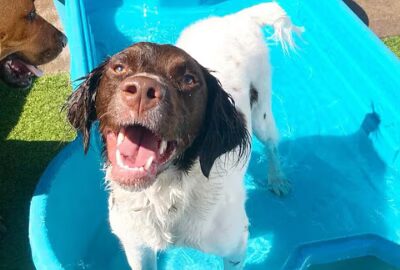 Canine Fitness & Fun Center - Denver, CO